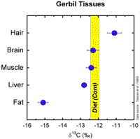gerbil tissue chart