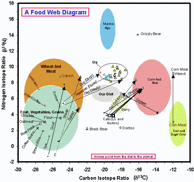 food chain diagram. food web diagram