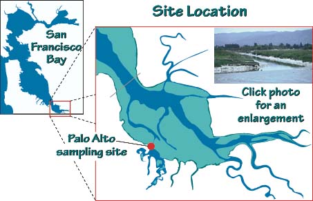 The study site is located in South San Francisco Bay, near Palo Alto