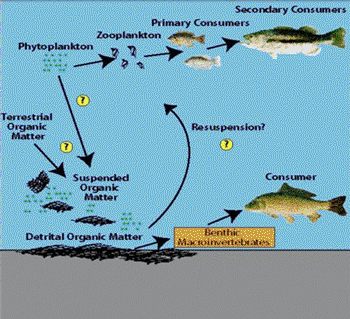 aquatic food web illustration
