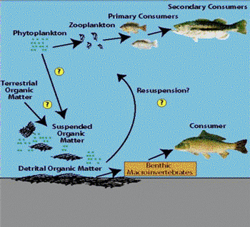 marine ecosystems food web