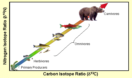 Salmon Food Web