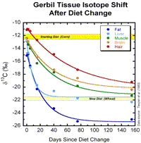 gerbil tissue after diet change