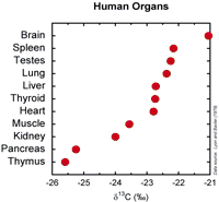 human organs chart
