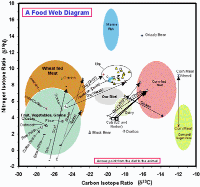 food web diagram