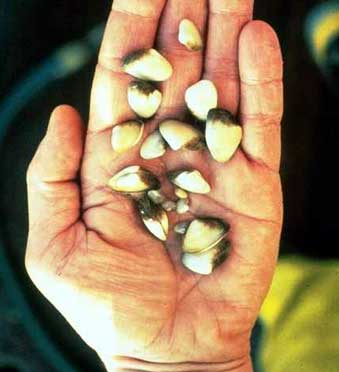 Potamocorbula Amurensis in hand