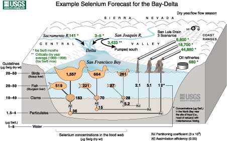 [The Selenium model]