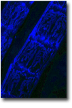 Integument of Chironomous riparius 