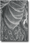 chloride cells on the gills of the stonefly Pteronarcys californica