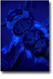 Calineuria californica