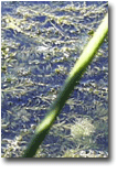 Thick mat of submerged aquatic vegitation