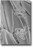 SEM image of ZnO nanoparticles on diatoms by A. Dybowska, NHM