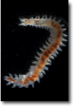 the polychaete Neanthes