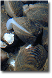 the freshwater clam Corbicula